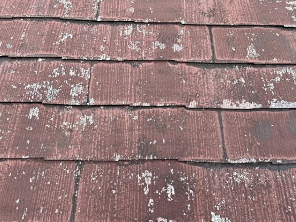 屋根に苔が生える原因とは?放置するリスクと防ぐためにできる対策を解説