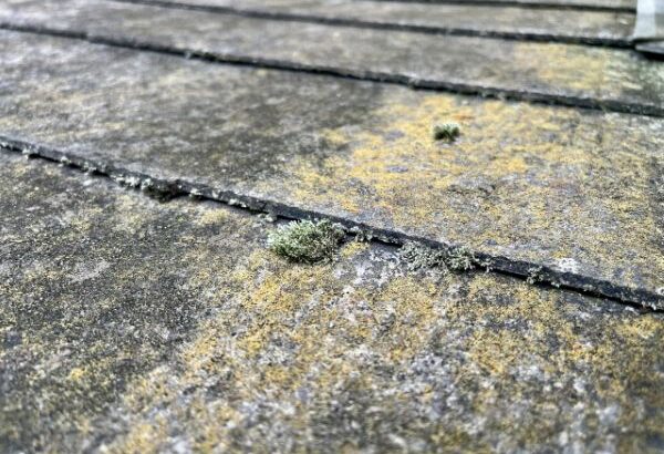 屋根に苔が生える原因とは？放置するリスクと防ぐためにできる対策を解説